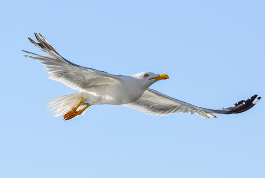 Seagull flying with open wings.