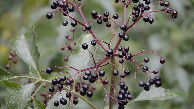 Sambucus Sambuco خمان Sa&uacute;co Elder Holunder Elderberry Sureau סמבוק Bazga ニワトコ属 Bez Бузина 接骨木属 Fl&auml;dersl&auml;ktet