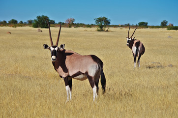 Oryx  in Etosha Park