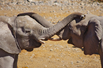 Elephants playing