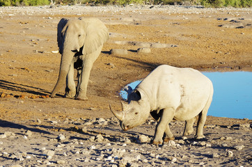 Rhino and Elephant