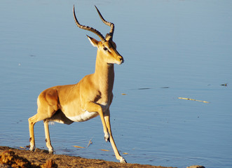 Gazelle ready to run