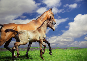 running purebred akhalteke dam with foal at sky background