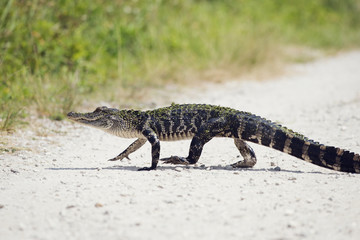 Young American Alligator