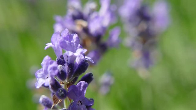 Lavander flower swinging in wind, UHD