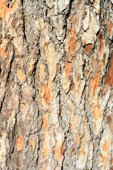 Canary Island pine stem