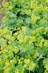 Alchemilla mollis lady's mantle plant