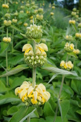 Yellow flowers of Jerusalem sage (Phlomis russeliana)