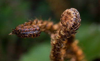 Two fern sprouts