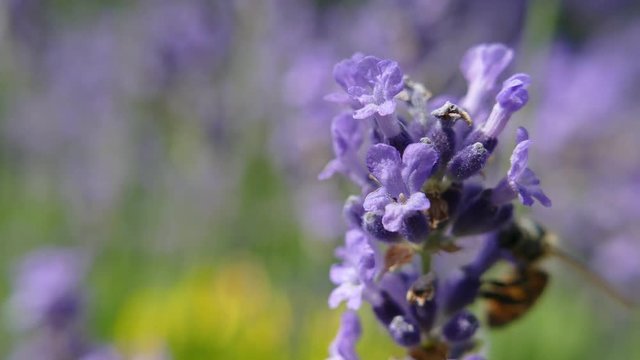 Lavander flower with bee, close up