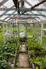 Fototapeta na wymiar Young seedlings inside an old greenhouse