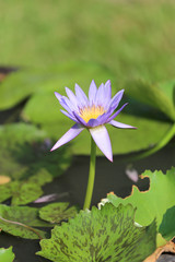 purple lotus in a pond with bloom.