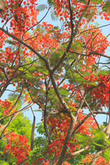 Peacock flowers is blooming in the public garden.
