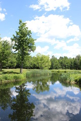 Fototapeta na wymiar Tree reflecting in water