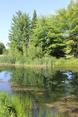 Fototapeta na wymiar Tree reflecting in water