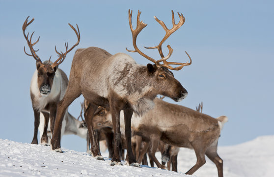 Fototapeta Group of caribou