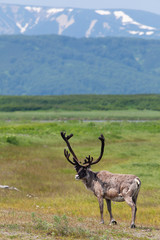 Caribou