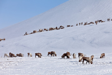 Obraz premium Group of caribou