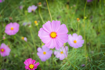 Fototapeta premium Cosmos flowers blooming in the garden
