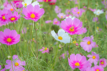 Cosmos flowers blooming in the garden