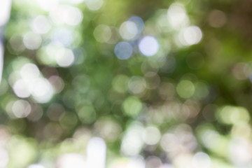 Fresh soft green colour bokeh bush tree and sunlight romantic and fantasy background