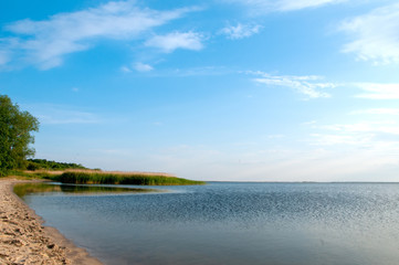 Desert sea coast, forest on the beach
