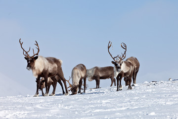 Group of caribou