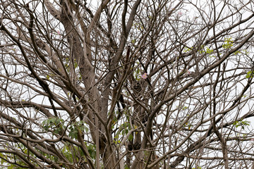 branches of deciduous trees in tropical woodland.