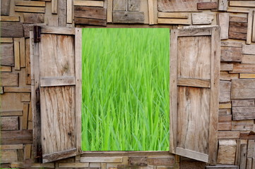 vintage style wooden window opening with view of green rice field nature background, countryside 