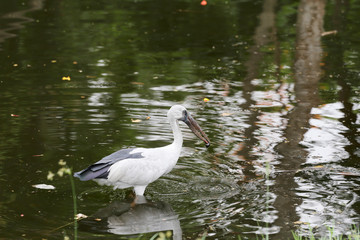 Egret or Pelicans standing in the pond.