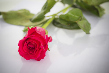 A red rose bloom