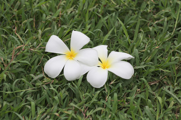white plumeria or frangipani flower bloom on green lawn.