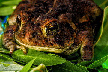 Frog with the beautiful yellow eyes