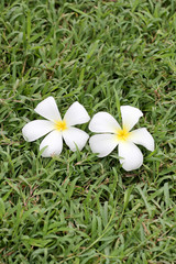 white plumeria or frangipani flower bloom on green lawn.