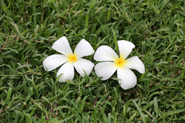 white plumeria or frangipani flower bloom on green lawn.