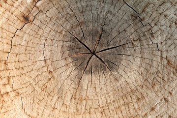 slice from a fir tree of old wood texture.