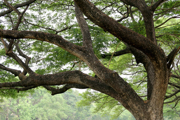Tak van grote tropenboom in het openbare park voor ontwerpnatuur