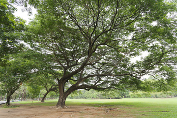 Obraz premium public park with green grass field and perspective to copy space