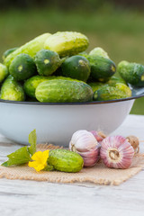 Cucumbers in metal bowl and garlic in garden on sunny day