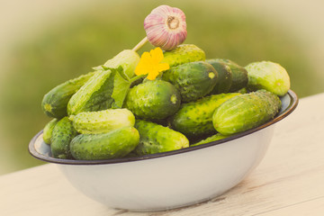 Vintage photo, Cucumbers and garlic in metal bowl in garden on sunny day