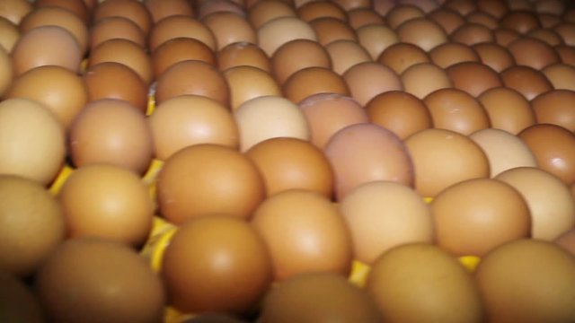 Poultry. Yellow chicken eggs on the conveyor.