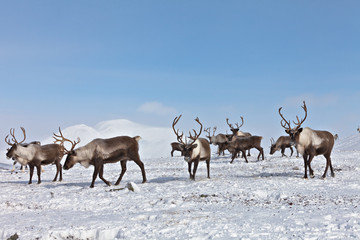 Group of caribou