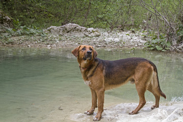 Mischlingshund am Fluss