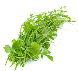 Coccinia grandis vegetable isolated on white background