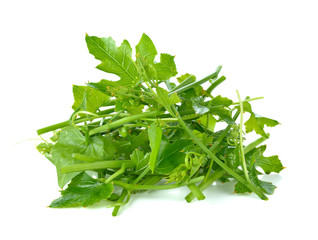 Ivy Gourd on white background, Coccinia grandis (Cucurbitaceae)