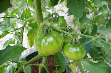 家庭菜園　庭で育ててるトマト