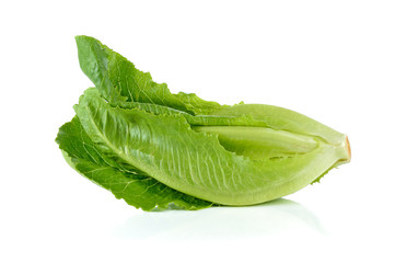 Fototapeta premium Romain lettuce isolated on a white background