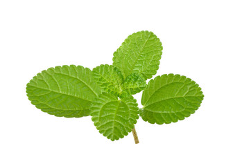 Creeping Charlie, Pilea Nummularifolia,on white background