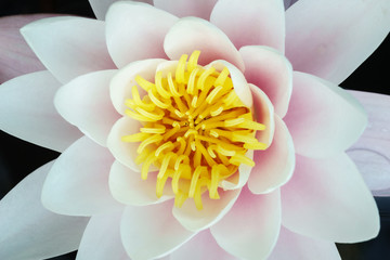 waterlily