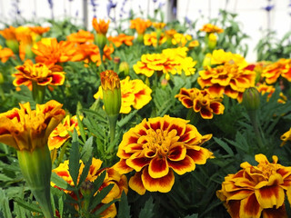 マリーゴールド